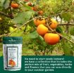 Picture of My orchd | Premium Persimmon Seeds | Sow and Grow Fresh Healthy Seed in Your Garden Perfect for Home & Terrace Gardening